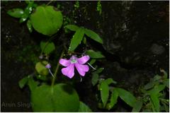 Impatiens acaulis var. acaulis